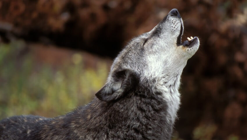 Algonquin Wolf